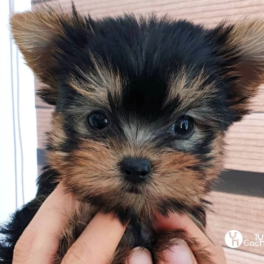 cachorros-yorkshire1