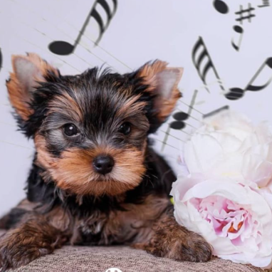 cachorros-yorkshire2