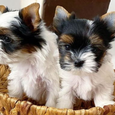 cachorros-yorkshire6