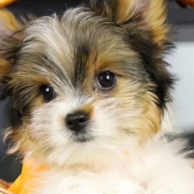 cachorros-yorkshire7