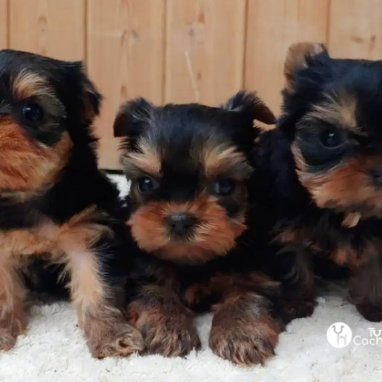 cachorros-yorkshire8